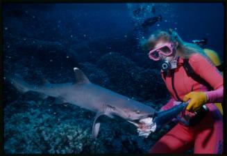 Underwater shot of Valerie Taylor scuba diving holding a fish that is being bitten by a Whitetip Reef Shark