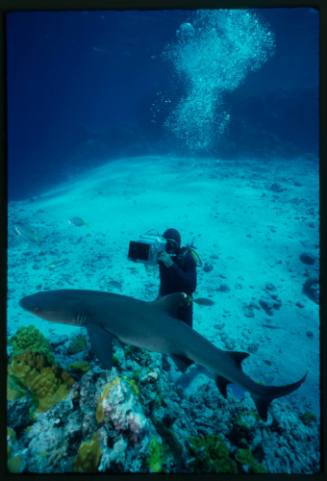 Underwater shot of Whitetip Reef Shark swimming above reef edge with sandy seafloor and scuba diver pointing camera gear at shark in background