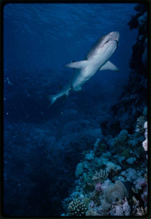 Underwater shot of Whitetip Reef Shark next to a reef cliff edge