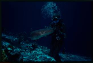 Underwater shot of Whitetip Reef Shark with scuba diver in full mesh suit and a second in background near sandy seafloor