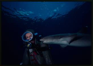 Underwater shot of Whitetip Reef Shark facing head of scuba diver in full mesh suit