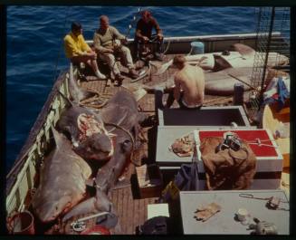 Shot from above of ship at sea with five caught large sharks laying on deck, one cut into, alongside four people sitting with fishing gear