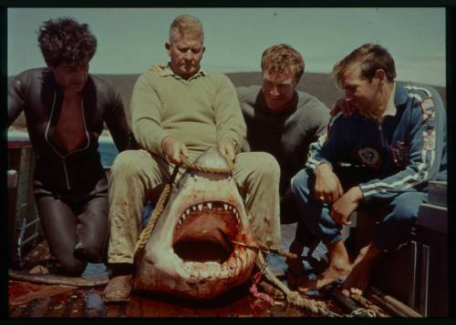 Shot of person using rope to hold open bloody Great White Shark jaw alongside three other people on deck of a ship at sea