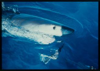 Topside shot of a Blue Shark at the water surface with its mouth open