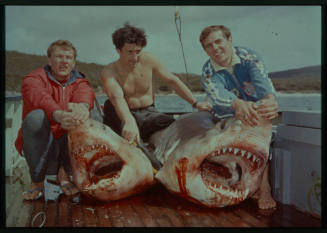Shot of two people each holding the snout of a bloody caught Great White Shark jaw open alongside third person on deck of a ship at sea