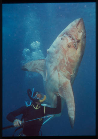 Underwater shot of large battered Great White Shark with a scuba diver beneath, holding it under a pectoral fin