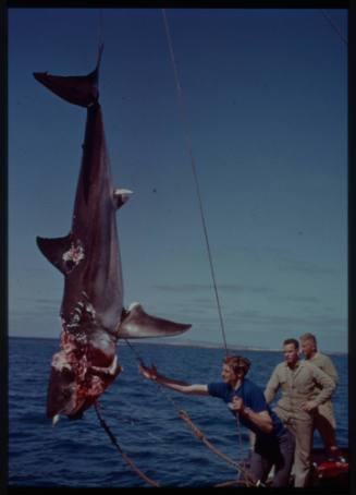 Shot of caught shark with severe head injuries hanging from ropes with three people nearby with sea in background