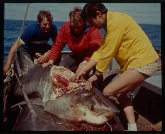 Shot of three people handling a caught Great White Shark with severe head injury laying on top another caught shark on deck of a ship at sea