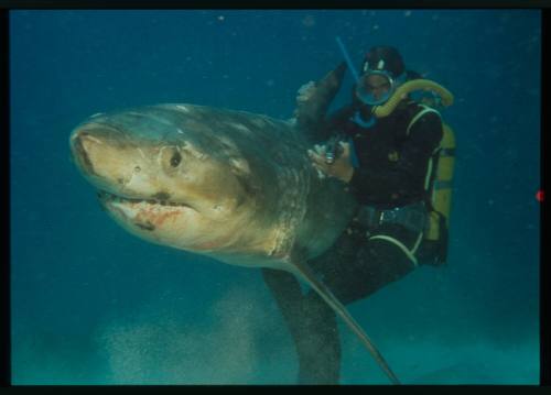 Underwater shot of battered Great White Shark being held by the dorsal fin by a scuba diver