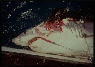 Shot of a caught Great White Shark hooked by the mouth laying at the water surface with a severe head injury at the edge of a boat