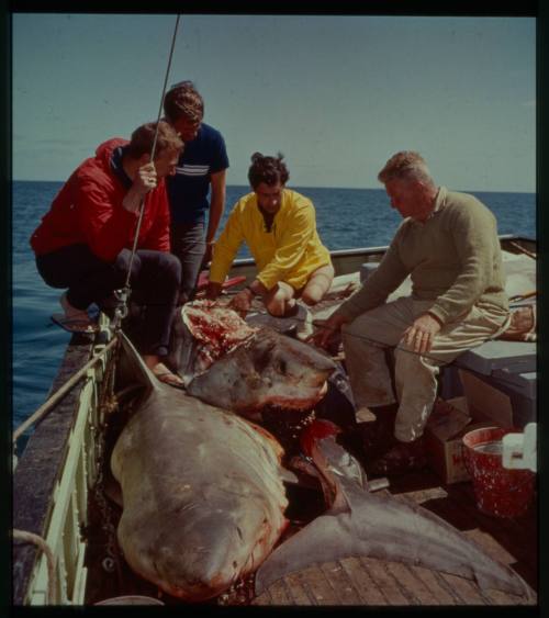 Shot of four people looking at three caught sharks on deck of boat at sea