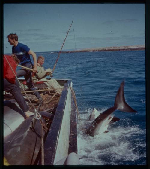 Shot of side of boat with three people, including one fishing, with a shark overboard in white water