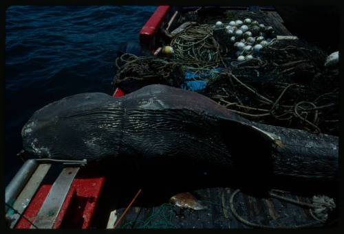 Bluntnose sixgill shark lying on edge of deck of boat amongst ropes and netting