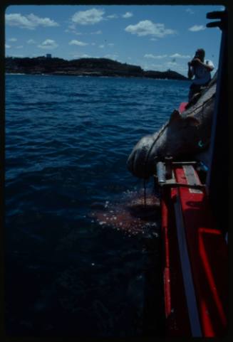 Side of fishing boat at sea with Bluntnose sixgill shark hanging overboard bleeding into below water