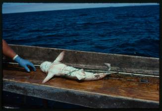 Top deck of fishing boat at sea with small shark tangled in netting laying on table next to a gloved hand