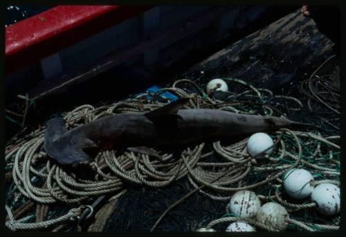 Hammerhead shark amongst ropes and nets on deck of a fishing boat