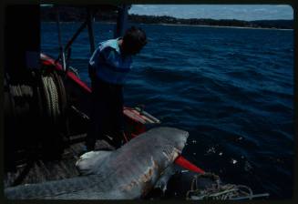 Bluntnose sixgill shark laying on stern deck of fishing boat at sea with man standing looking at shark