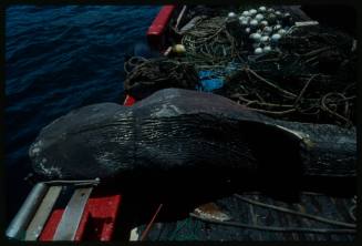 Bluntnose sixgill shark lying on edge of stern deck of boat at sea amongst ropes and netting