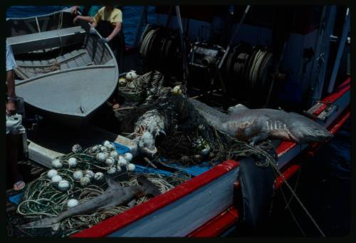 Bluntnose sixgill shark lying on edge of stern deck of boat at sea amongst ropes and netting with dinghy and three people in background