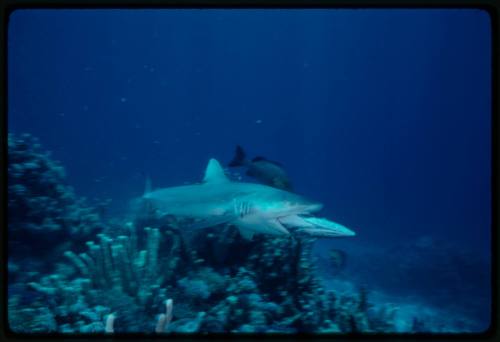 Underwater shot at reef bed of shark with large fish bait in it's mouth and  large fish in background – Works – /