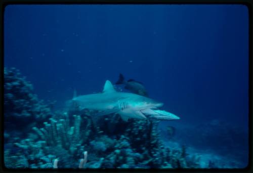 Underwater shot at reef bed of shark with large fish bait in it's mouth and large fish in background