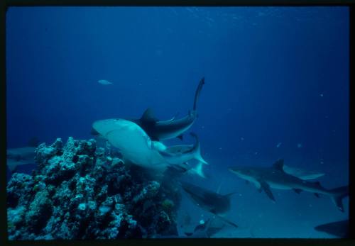 Underwater sunlit shot at reef bed of group of Grey Reef Sharks