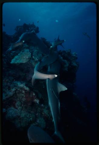 Underwater shot of reef bed with group of Whitetip Reef Sharks