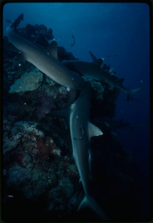 Underwater shot of reef bed with group of Whitetip Reef Sharks