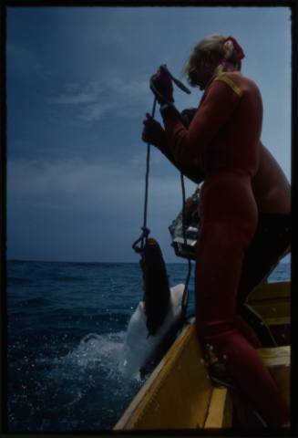 Valerie Taylor standing on small boat deck holding bait on line being bitten by half submerged shark, Ron Taylor standing on deck filming shark