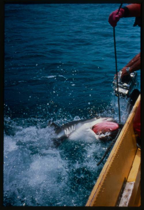 Shark at water surface biting onto bait deployed by line by Valerie Taylor from small boat, film gear held pointed at shark by Ron Taylor