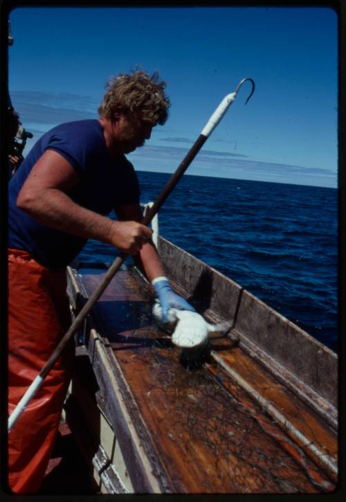 Shark fisherman holding juvenile Bronze Whaler Shark on table amongst netting