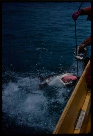 Shark at water surface biting onto bait deployed by line by Valerie Taylor from small boat, film gear held pointed at shark by Ron Taylor
