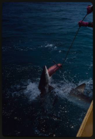 Shark at water surface biting onto bait deployed by line by Valerie Taylor from small boat, film gear held pointed at shark by Ron Taylor