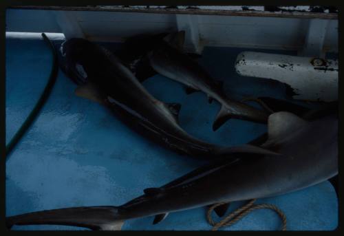 Three sharks on a deck of a large boat amongst rope