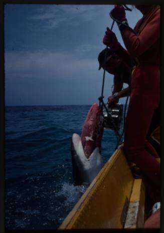 Grey Reef shark at water surface biting onto bait deployed by line by Valerie Taylor, film gear held pointed at shark by Ron Taylor