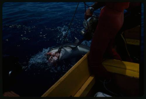 Shark at water surface biting onto bait deployed by line by Valerie Taylor from small boat, film gear held pointed at shark by Ron Taylor