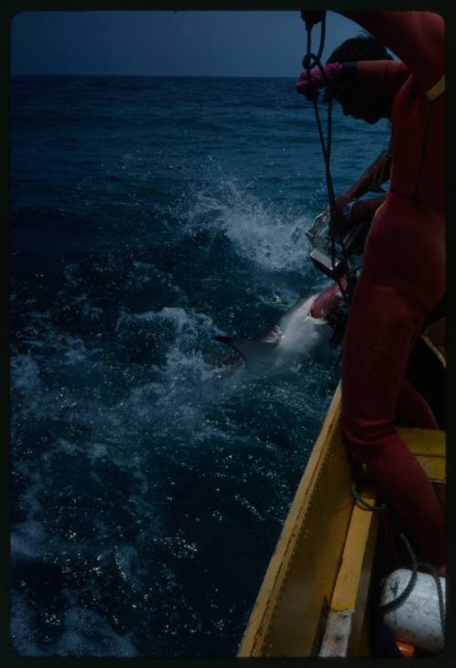 Shark at water surface biting onto bait deployed by line by Valerie Taylor from small boat, film gear held pointed at shark by Ron Taylor