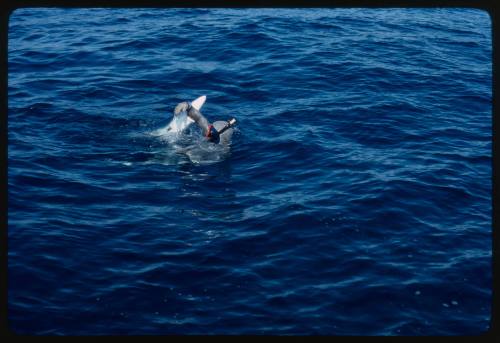 Topside shot of scubadiver in full mesh suit at water surface with Blue Shark biting forearm of diver