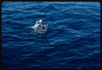 Topside shot of scubadiver in full mesh suit at water surface with Blue Shark biting forearm of diver