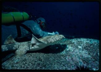 Underwater shot at rocky platform of Spotted Wobbegong and scubadiver in full mesh suit with forearm out towards shark