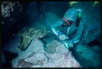 Underwater shot at rocky platform of Spotted Wobbegong, scubadiver in full mesh suit with forearm out towards shark and legs of second diver in mesh in background