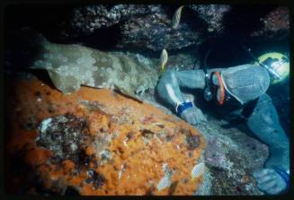 Underwater shot at rocky platform covered in orange encrusting sponge, with Spotted Wobbegong and scubadiver in full mesh suit with forearm out towards shark