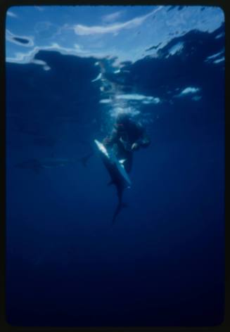 Underwater shot of scubadiver in full mesh suit at water surface holding a fish and being bitten on other forearm by a Blue Shark