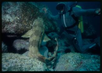 Scuba diver testing out the chainmail suit (mesh suit) in early experiments using wobbegong sharks 