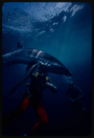 Underwater shot of Blue Shark near water surface with Valerie Taylor and Jerimiah Sullivan scubadiving in background