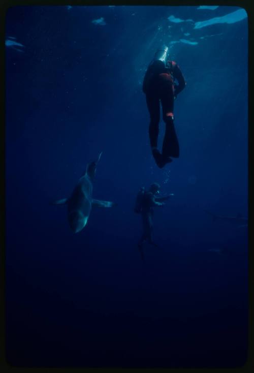 Underwater shot of Blue Shark near water surface with Valerie Taylor and Jerimiah Sullivan scubadiving in background