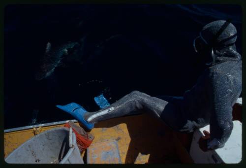 Scuba diver testing out the chainmail suit (mesh suit) in experiment using blue sharks 