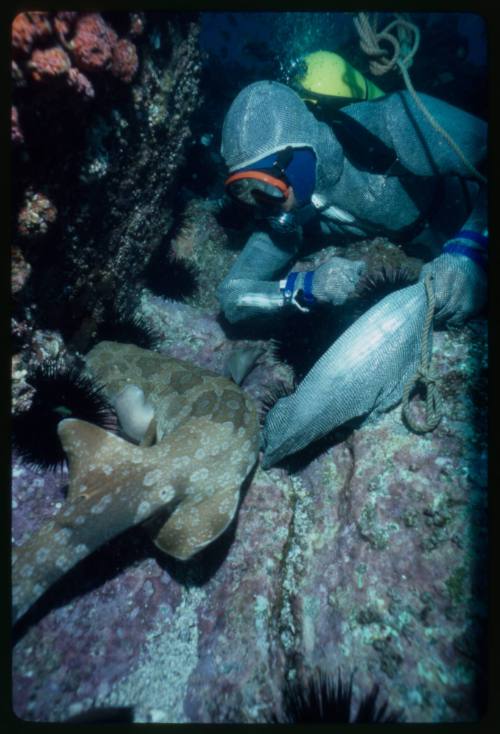 Scuba diver testing out the chainmail suit (mesh suit) in early experiments using wobbegong sharks 