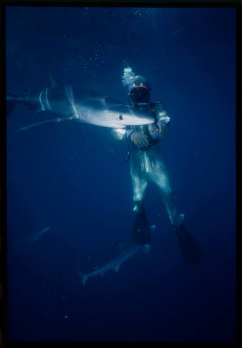 Scuba diver testing out the chainmail suit (mesh suit) in experiment using blue sharks 