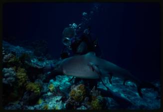 Underwater shot at reef bed of scubadiver in full mesh suit with Whitetip Reef sharks and attached Remora